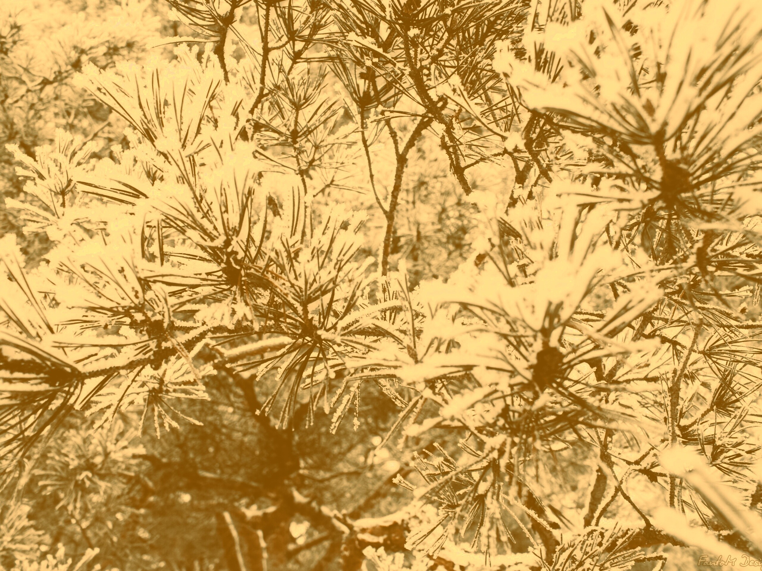 Фото сосны обои