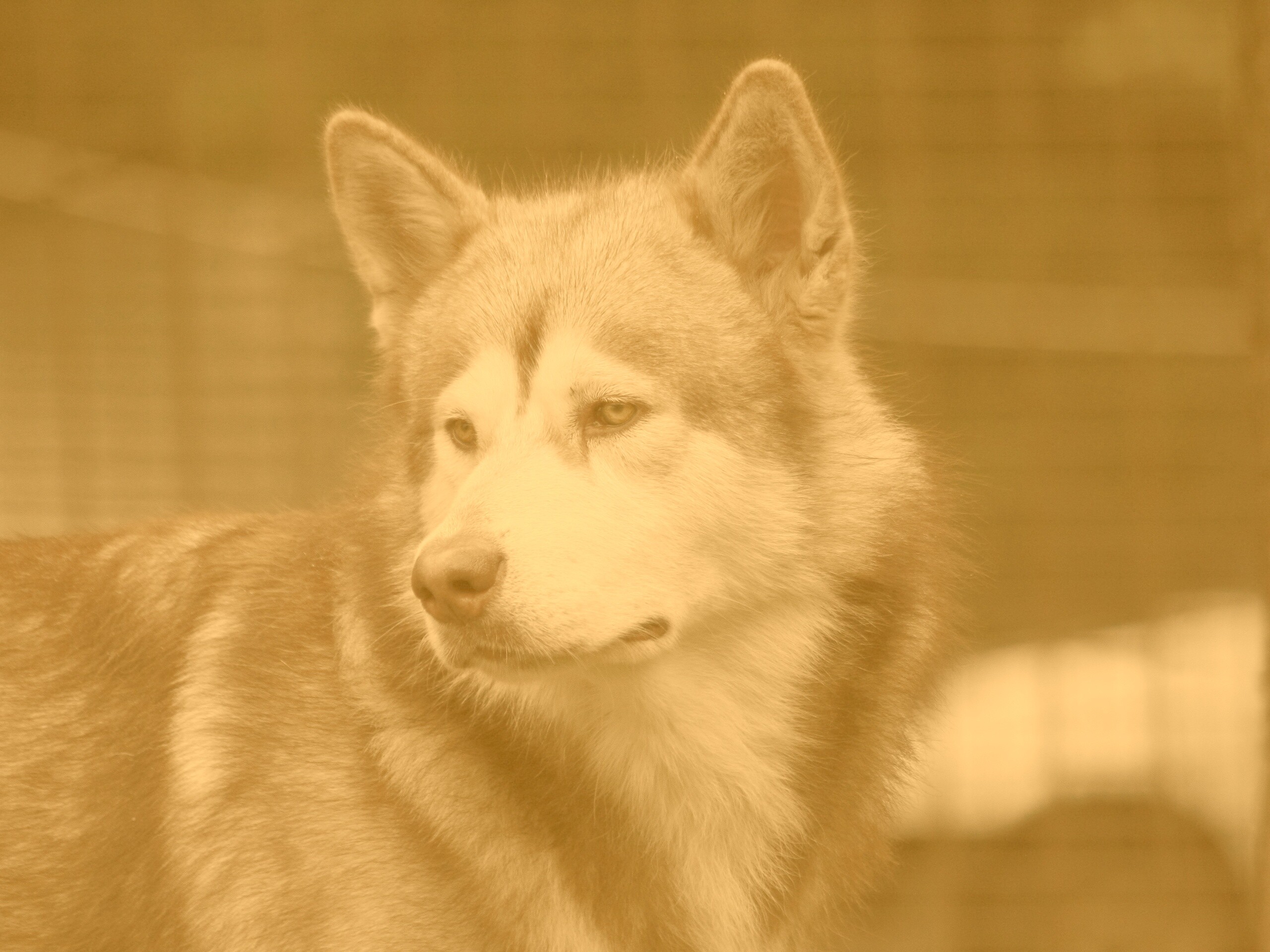 Собака с грустным взглядом обои