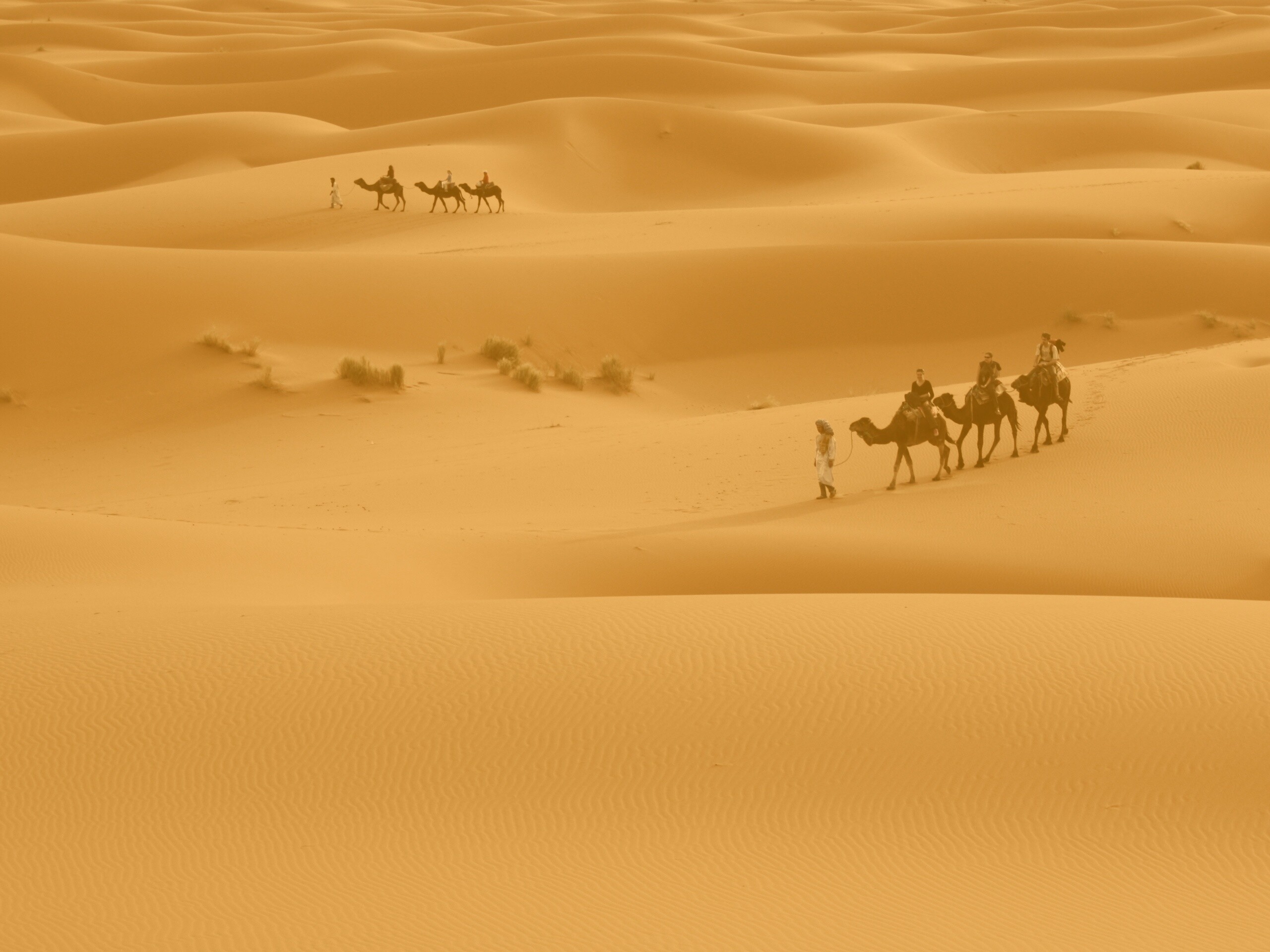 Караваны пустыни обои
