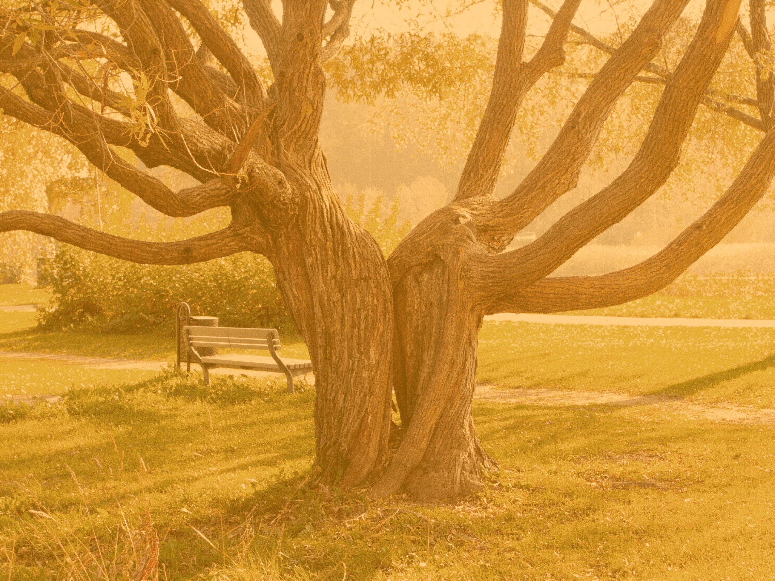 Старые сросшиеся деревья обои