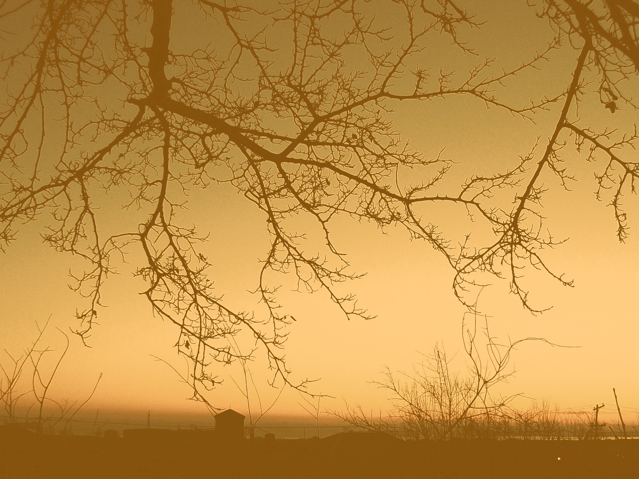 Закат сквозь ветки деревьев обои