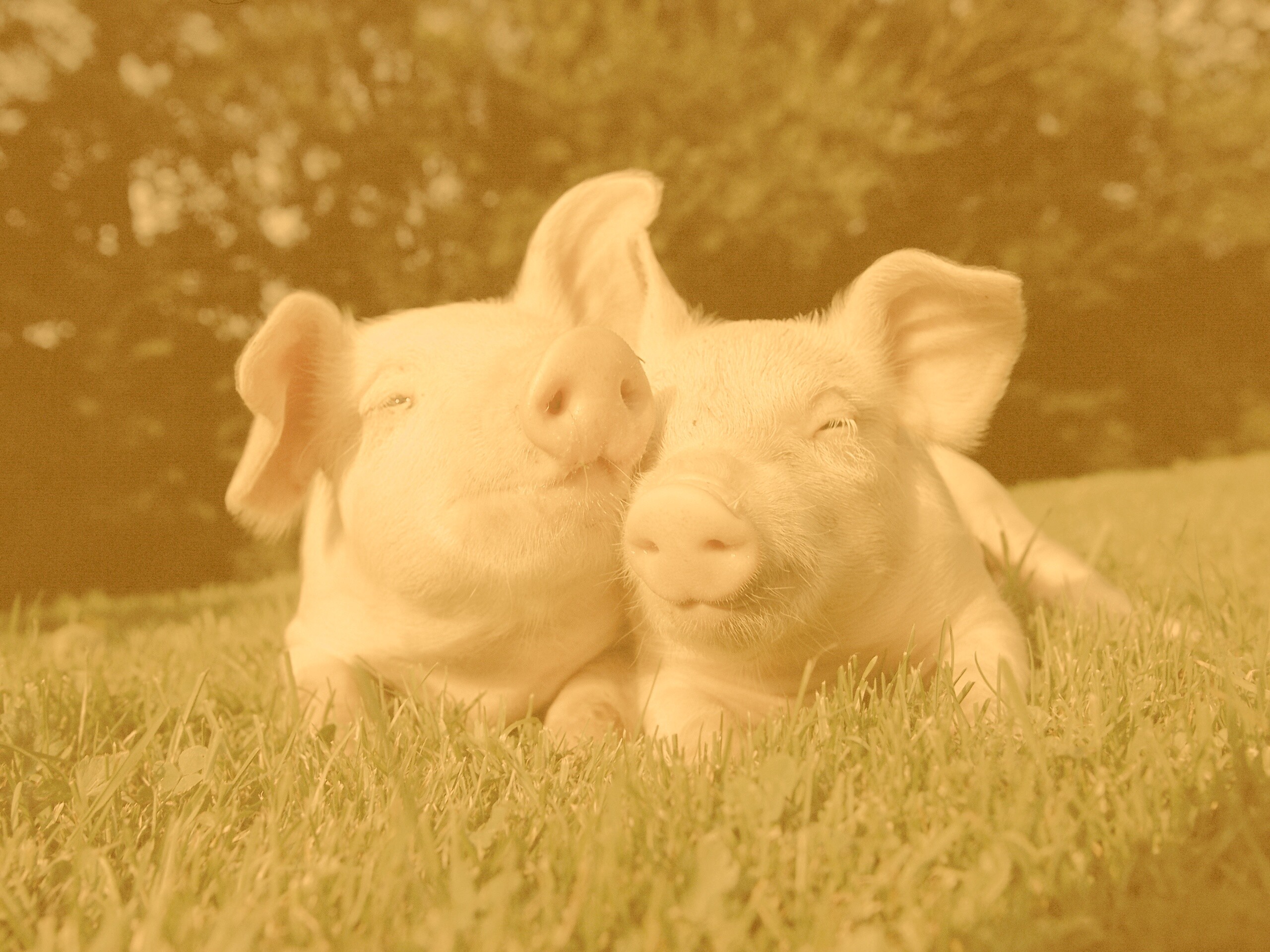 Два поросёнка обои