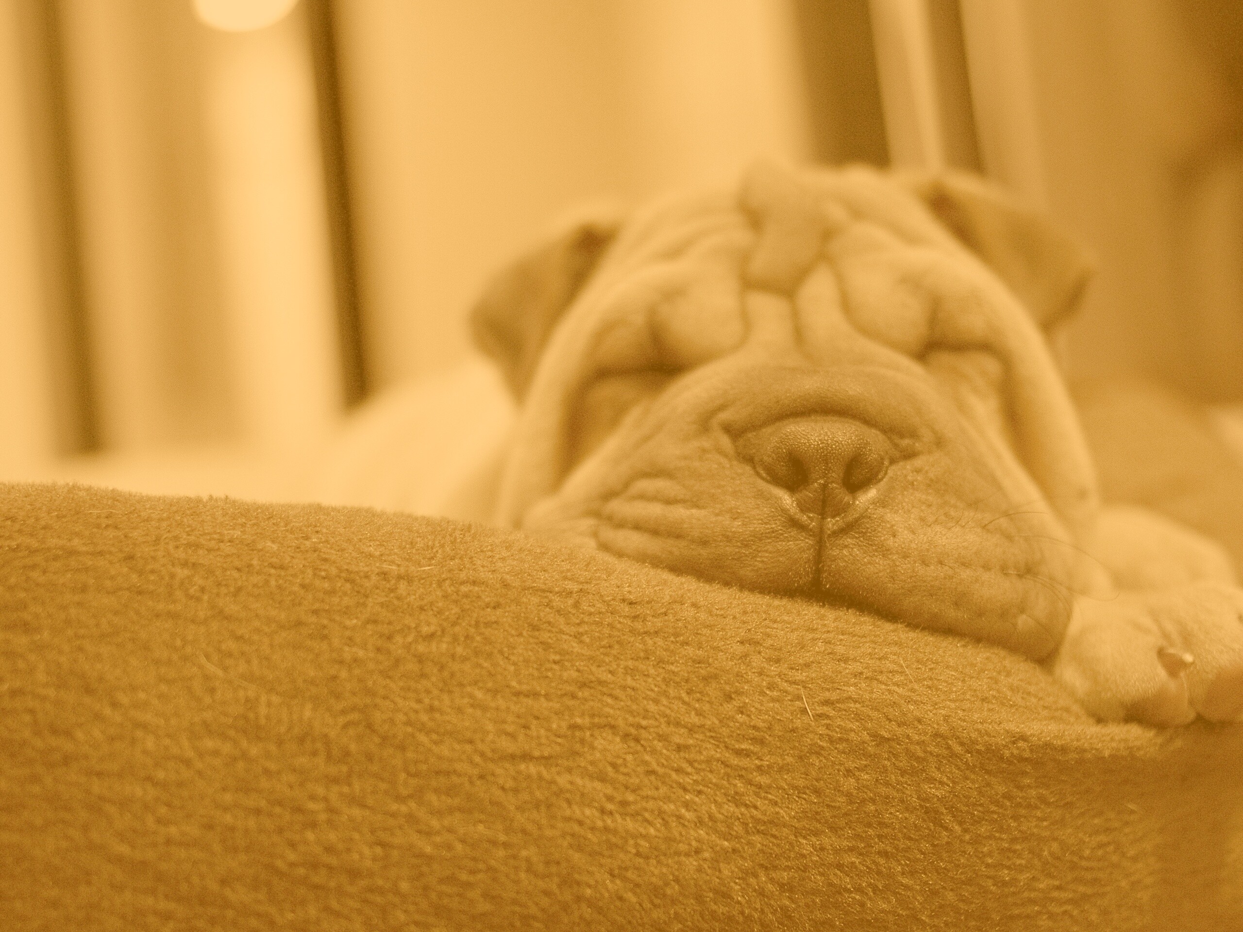 Щенок шарпея спит обои