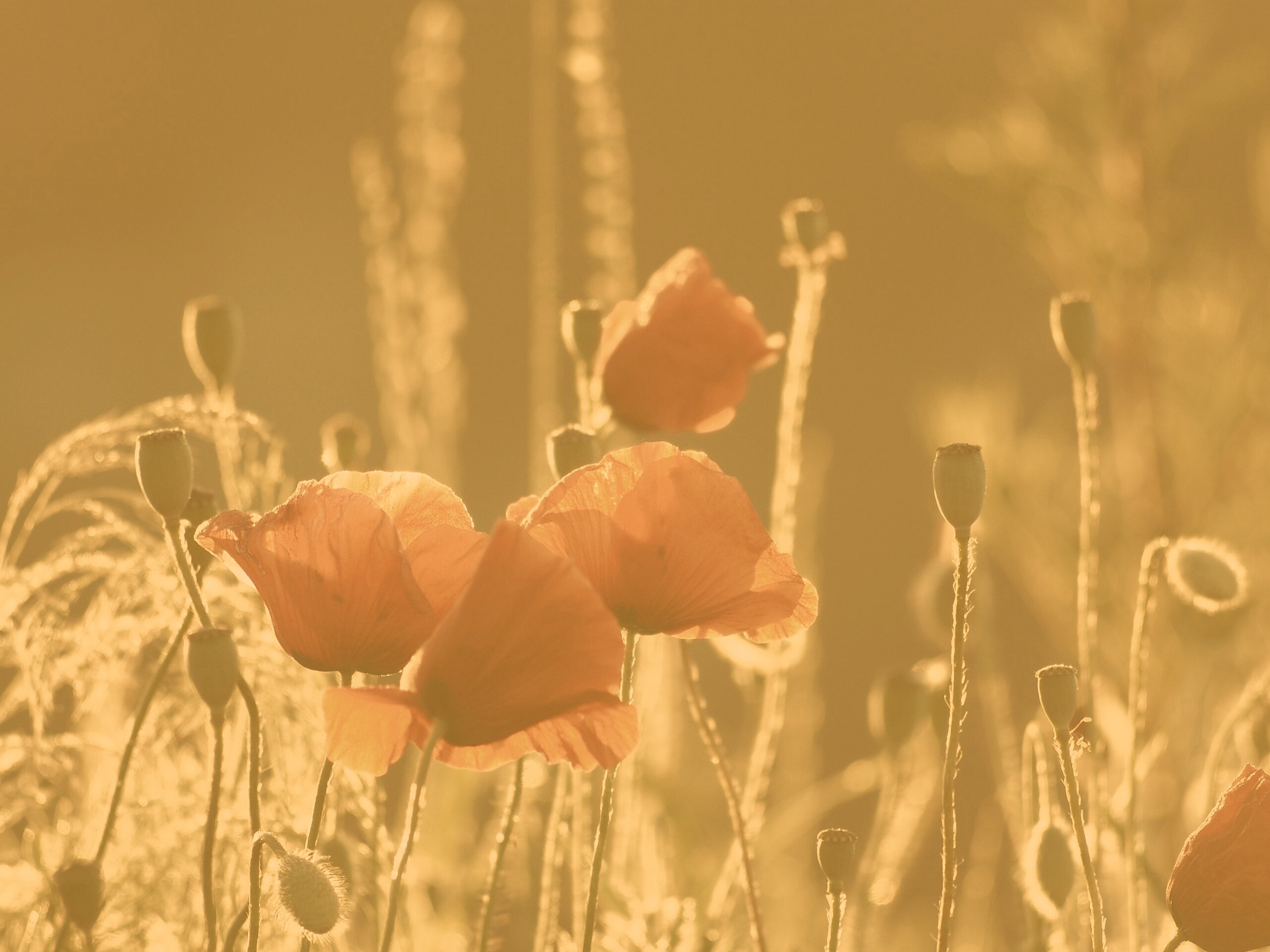 Макро фото мака обои