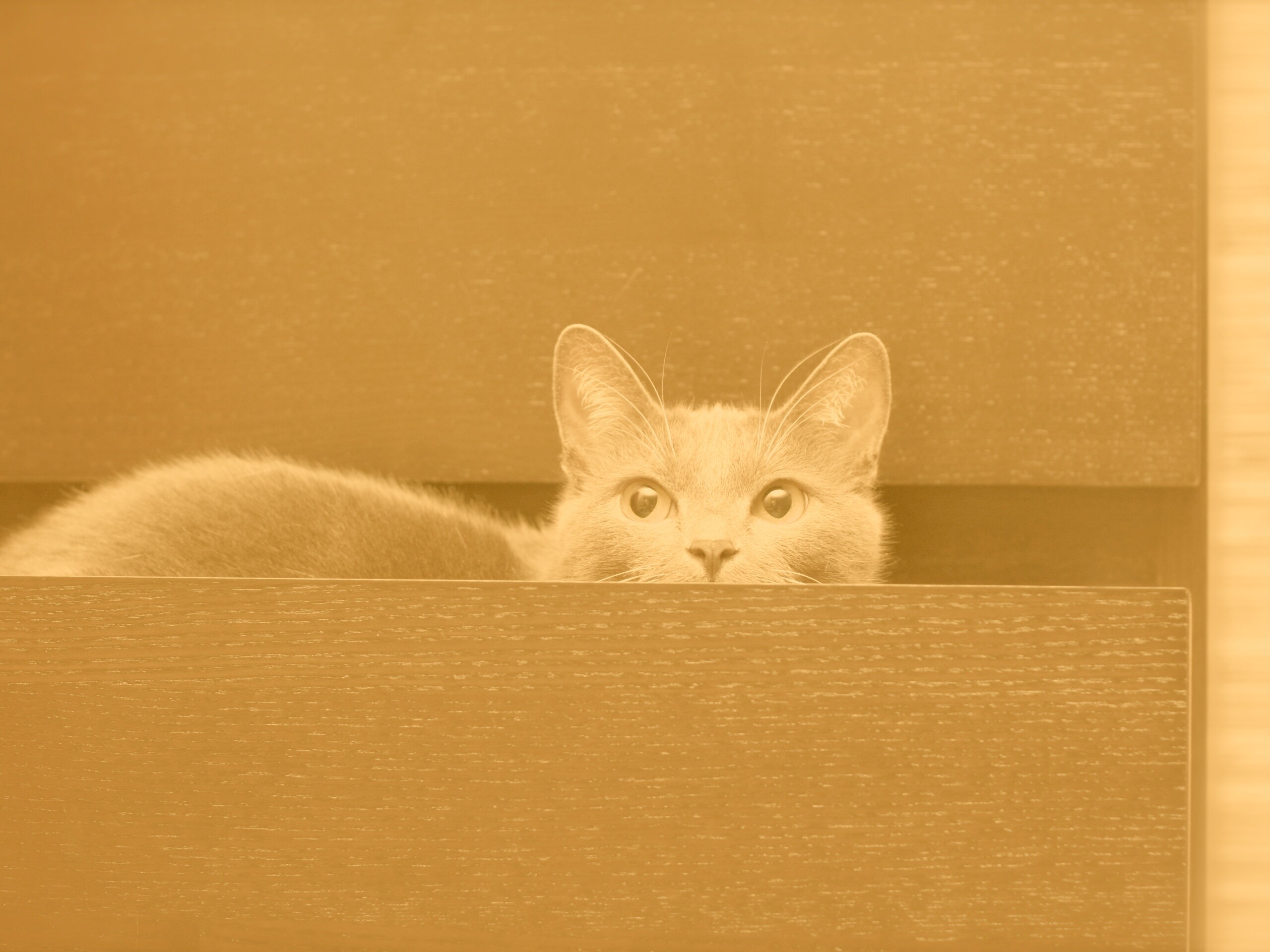 Кот в ящике комода обои