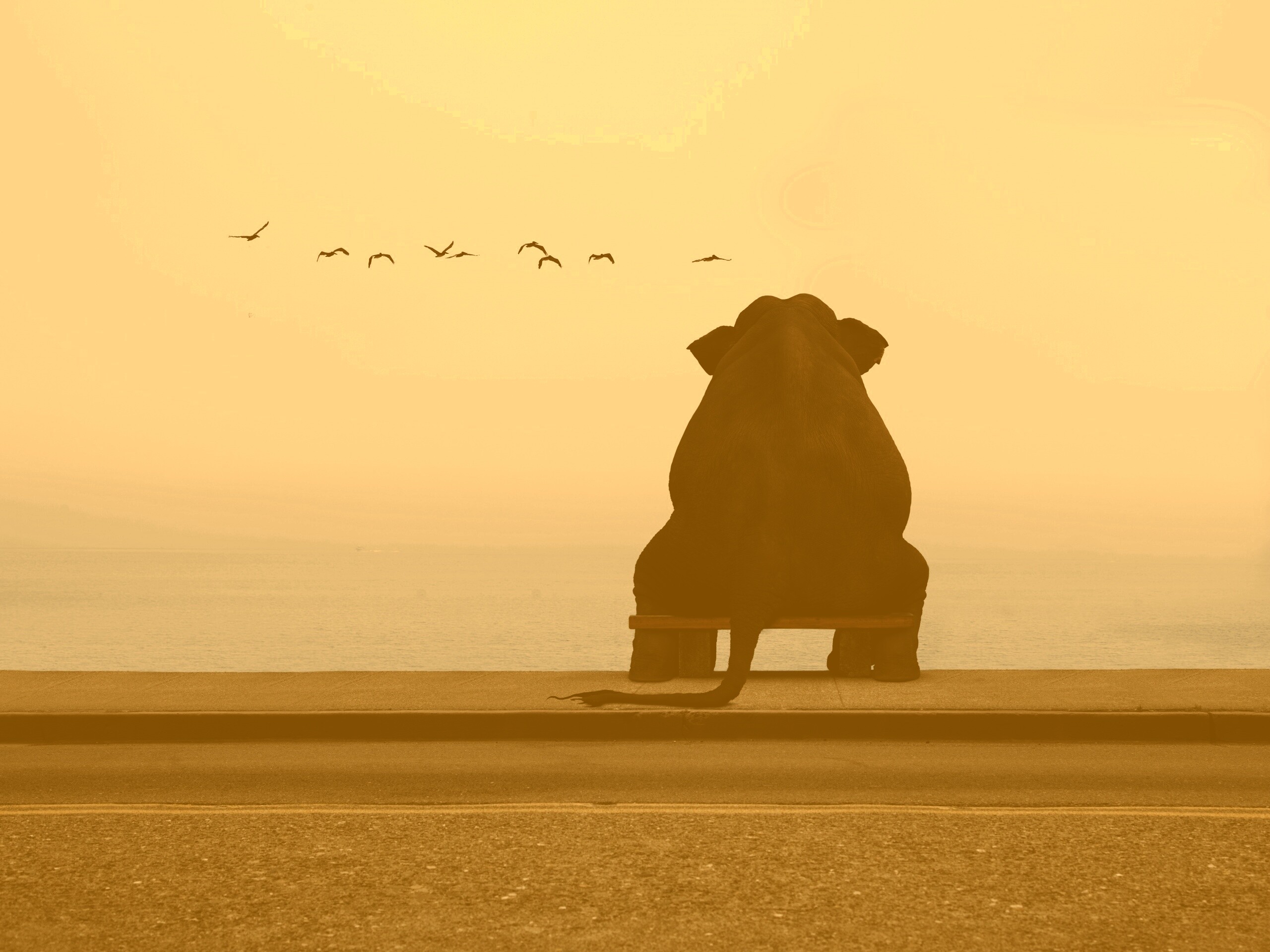 Слон на табуретке обои