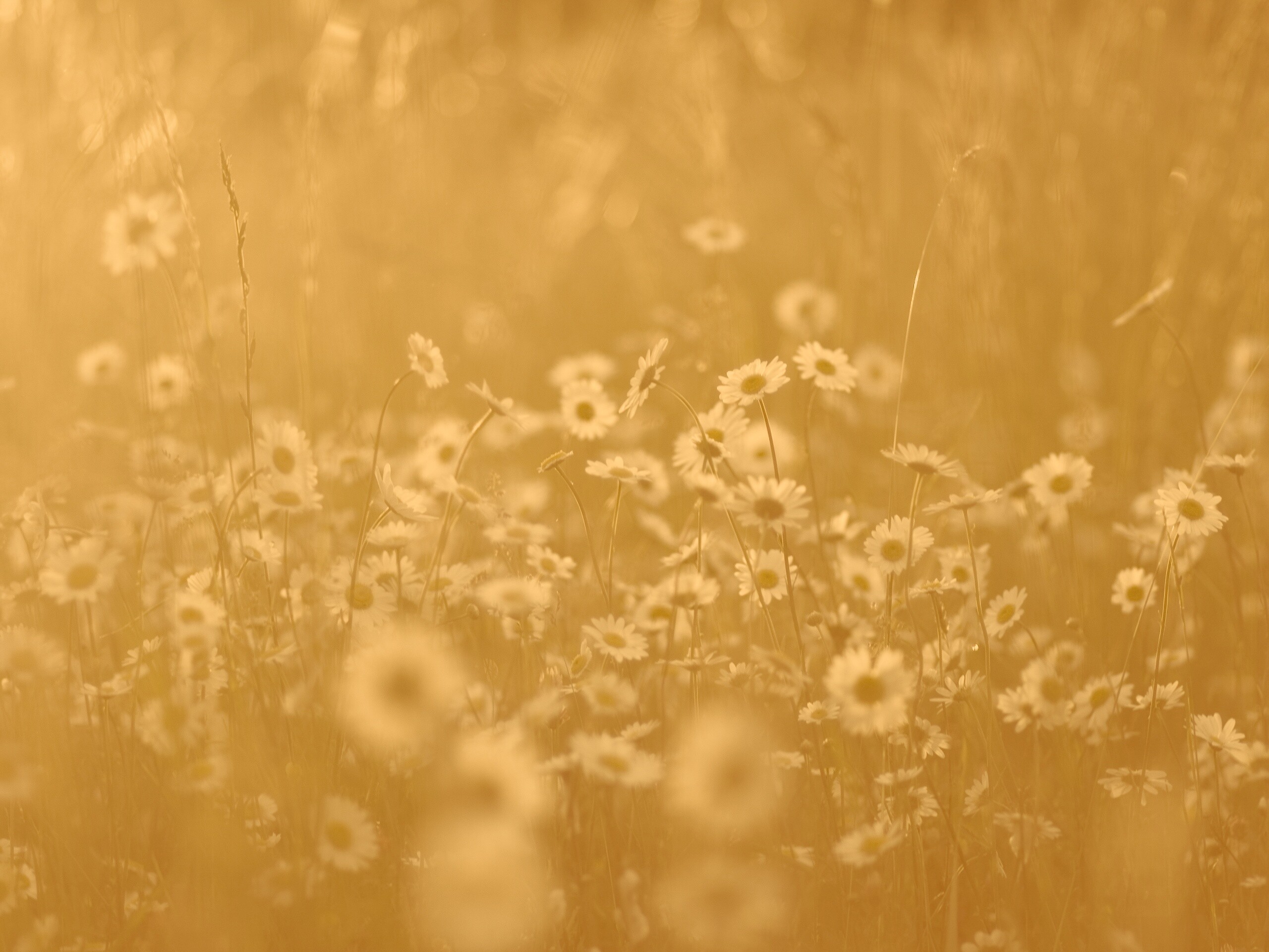 Поле ромашек обои