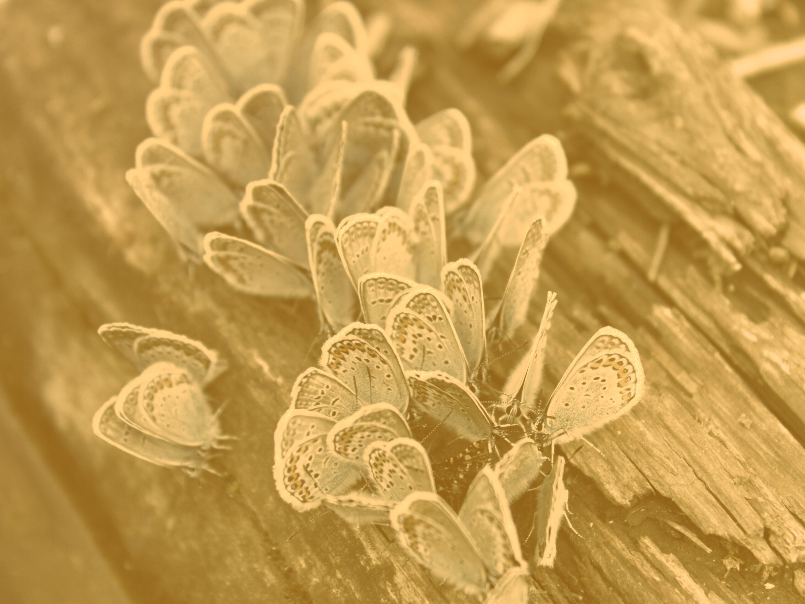 Голубые бабочки обои