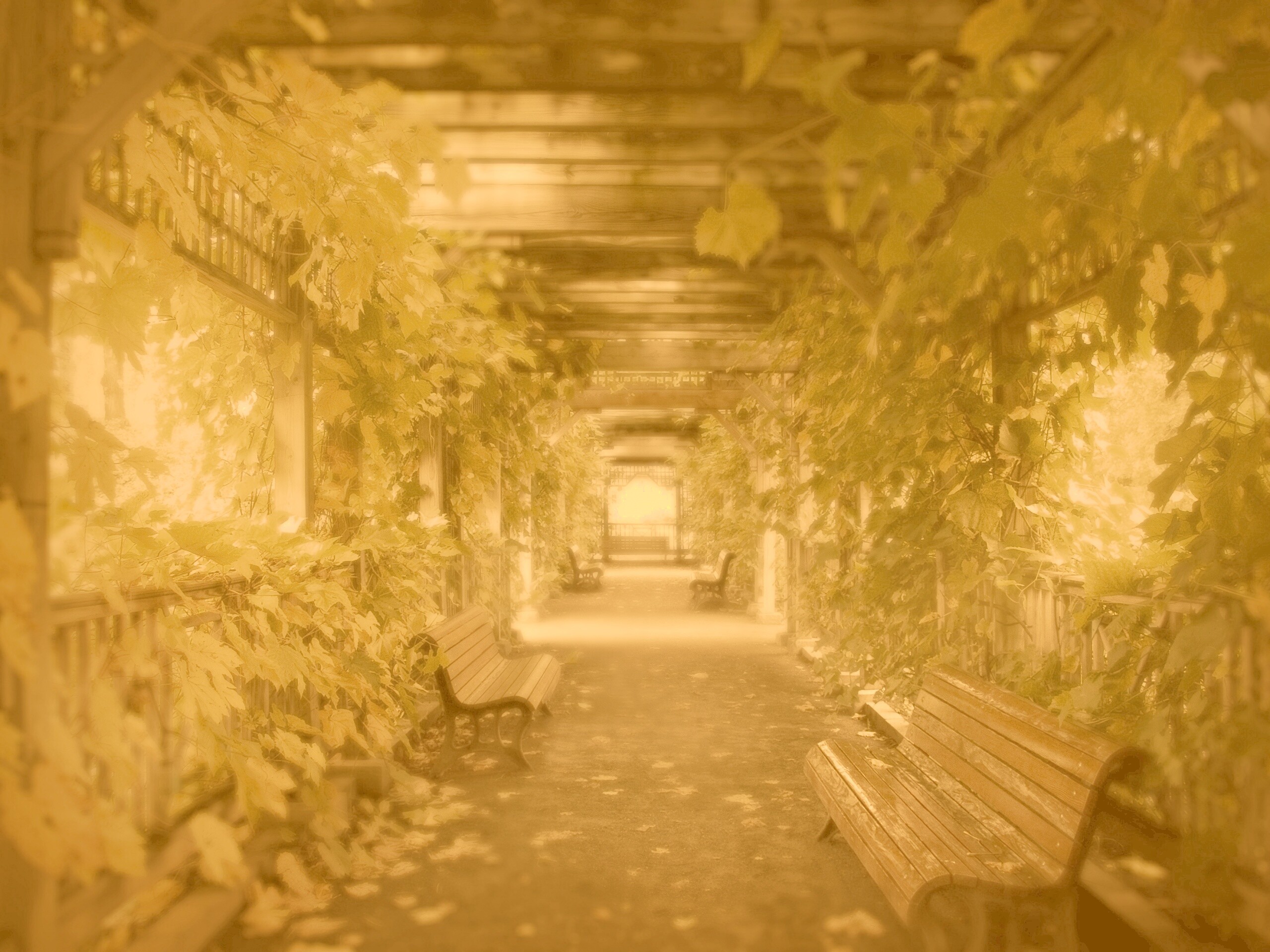 Узкая аллейка обои