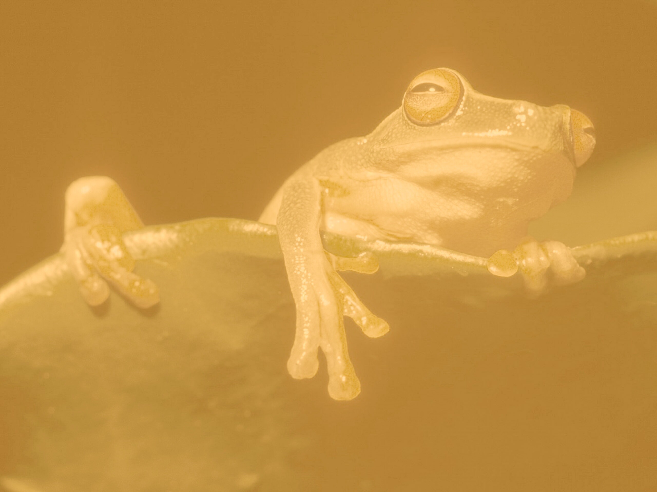 Лягушка на отдыхе обои