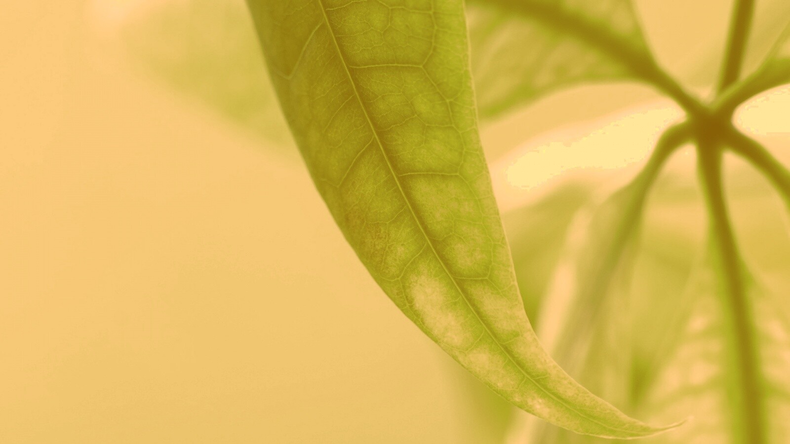 Зеленый листок обои