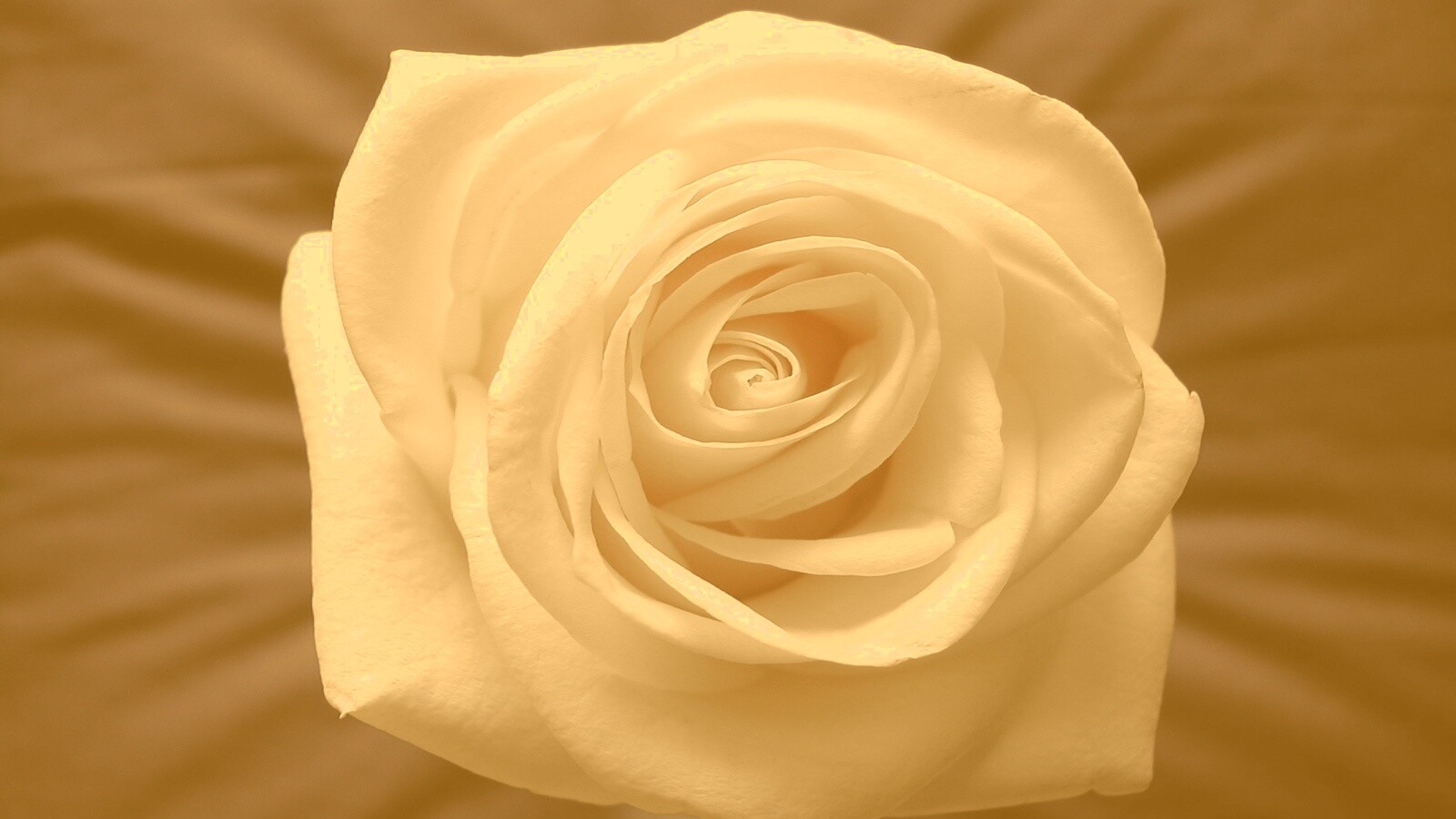 Белая роза обои