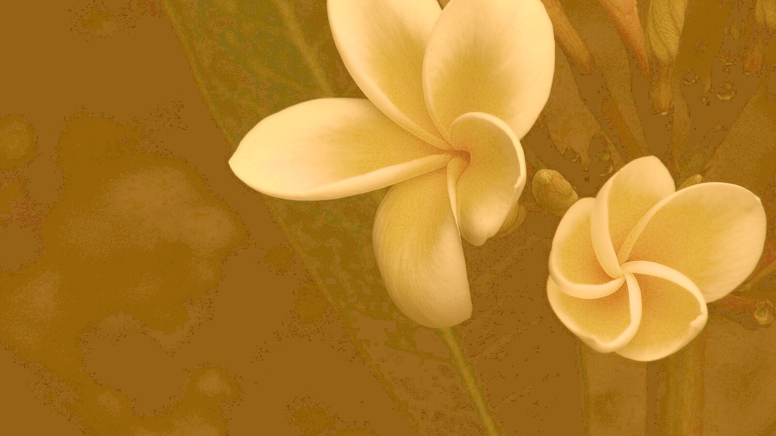 Цветки обои