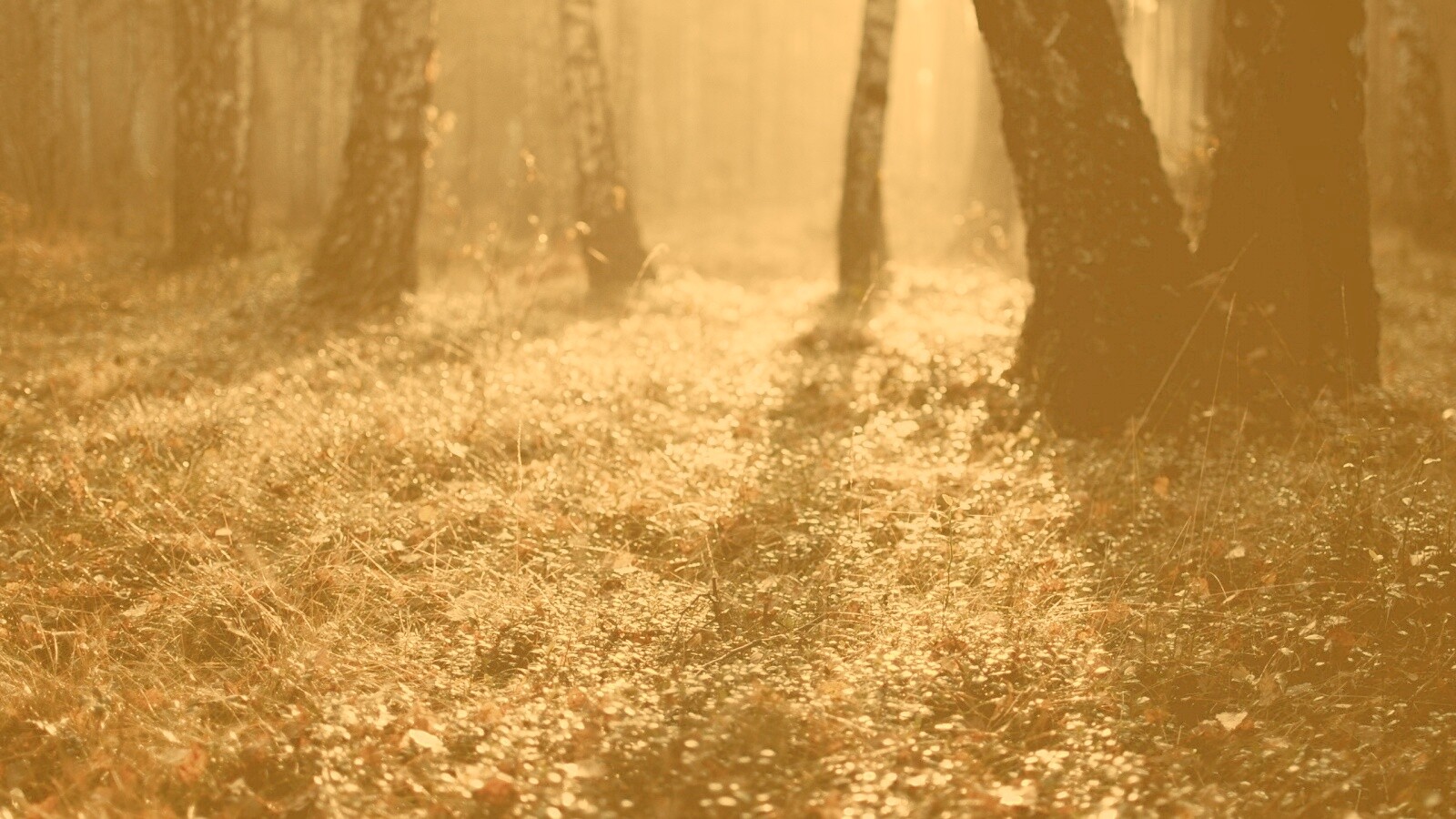 Лесная земля обои