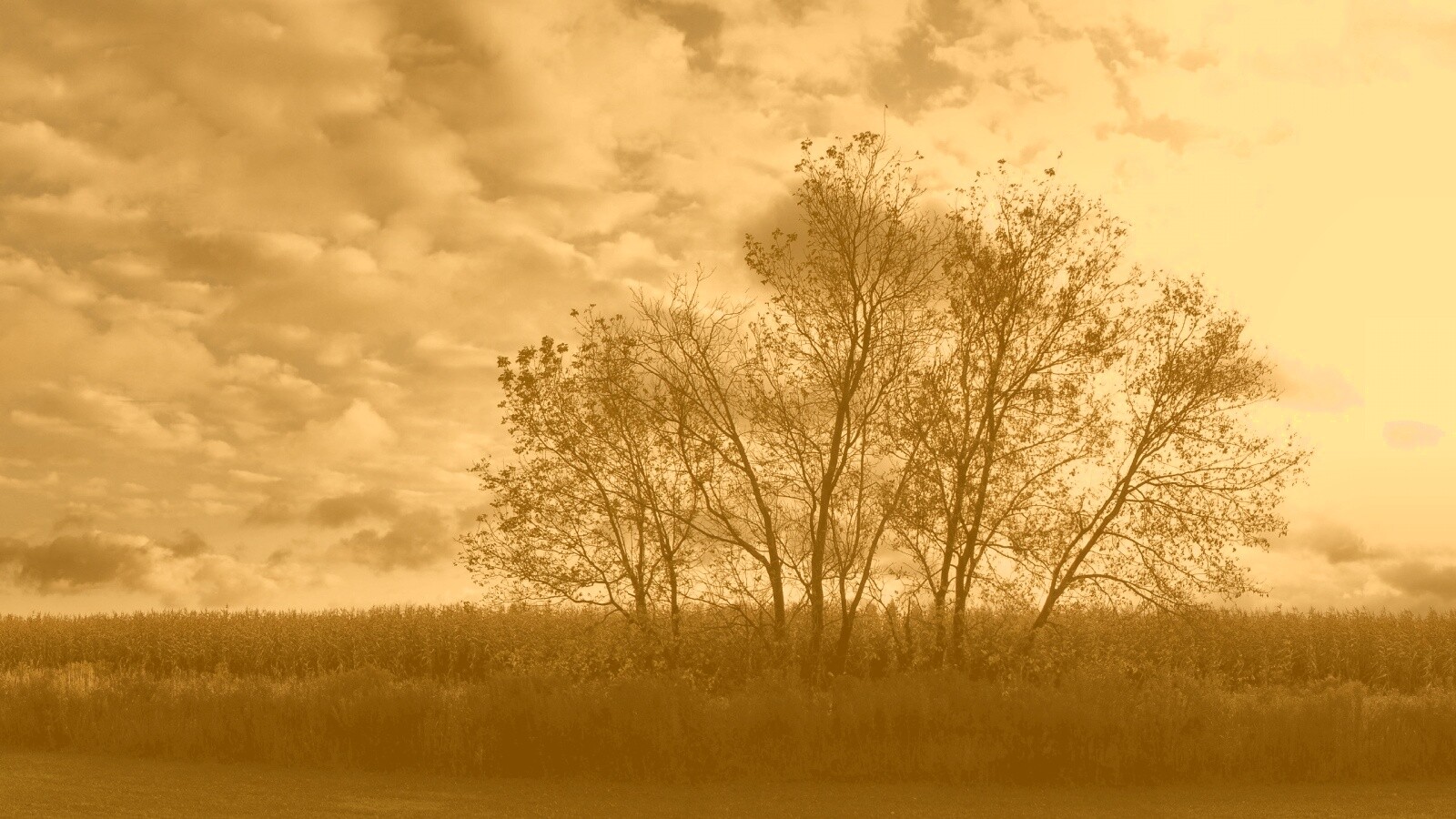 Деревце обои