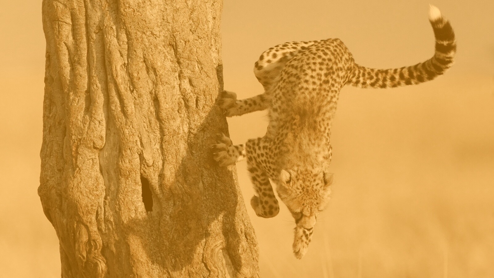 Скалолаз обои