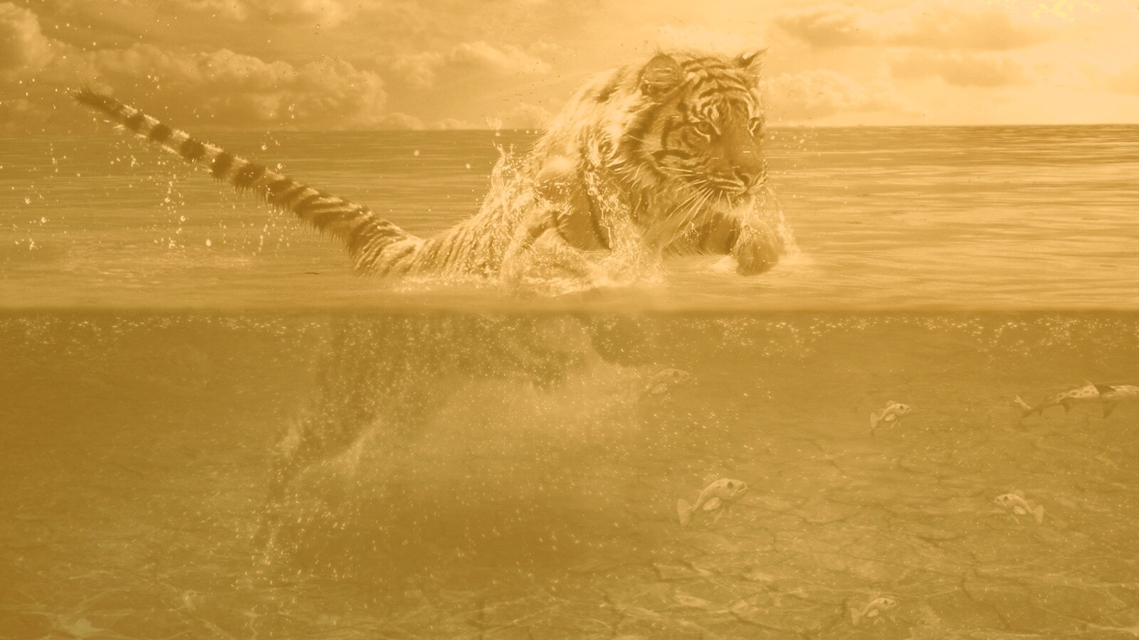 Тигр купается обои