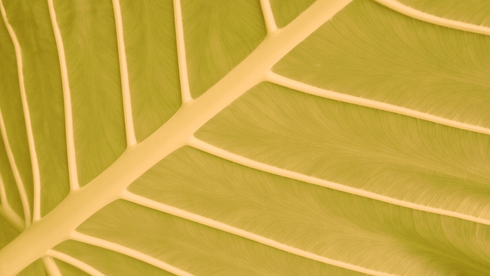 Пальмовый лист обои