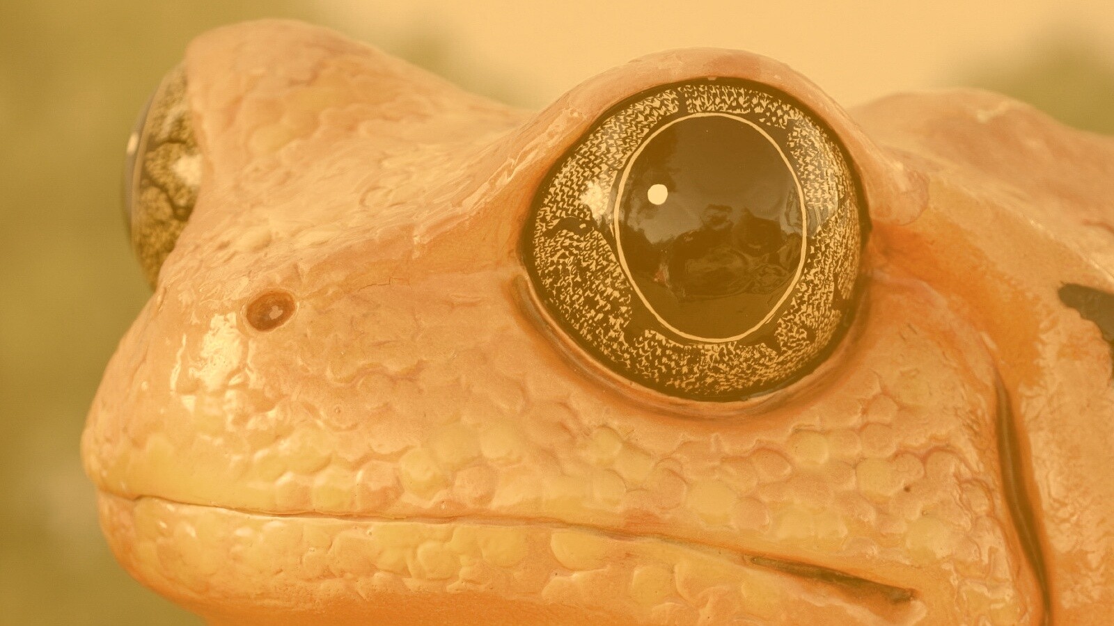 Красная лягушка обои