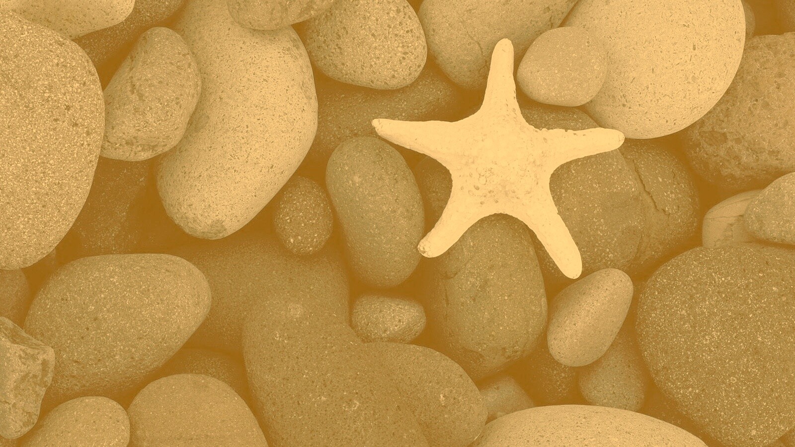 Звезда на морской гальке обои