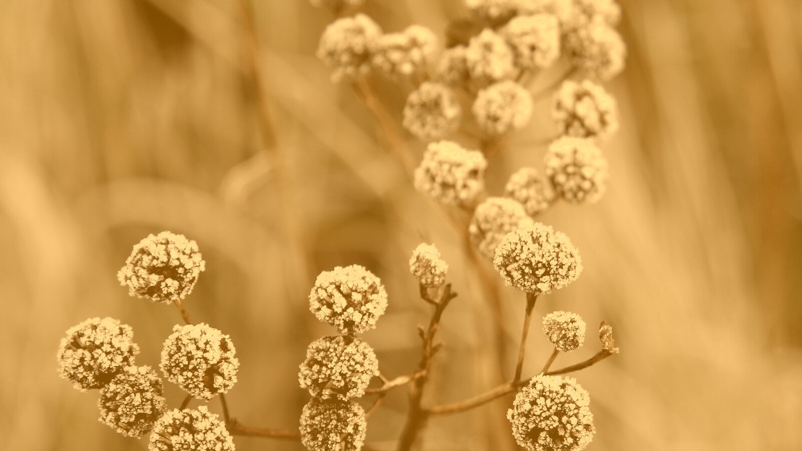 Иний на растении обои