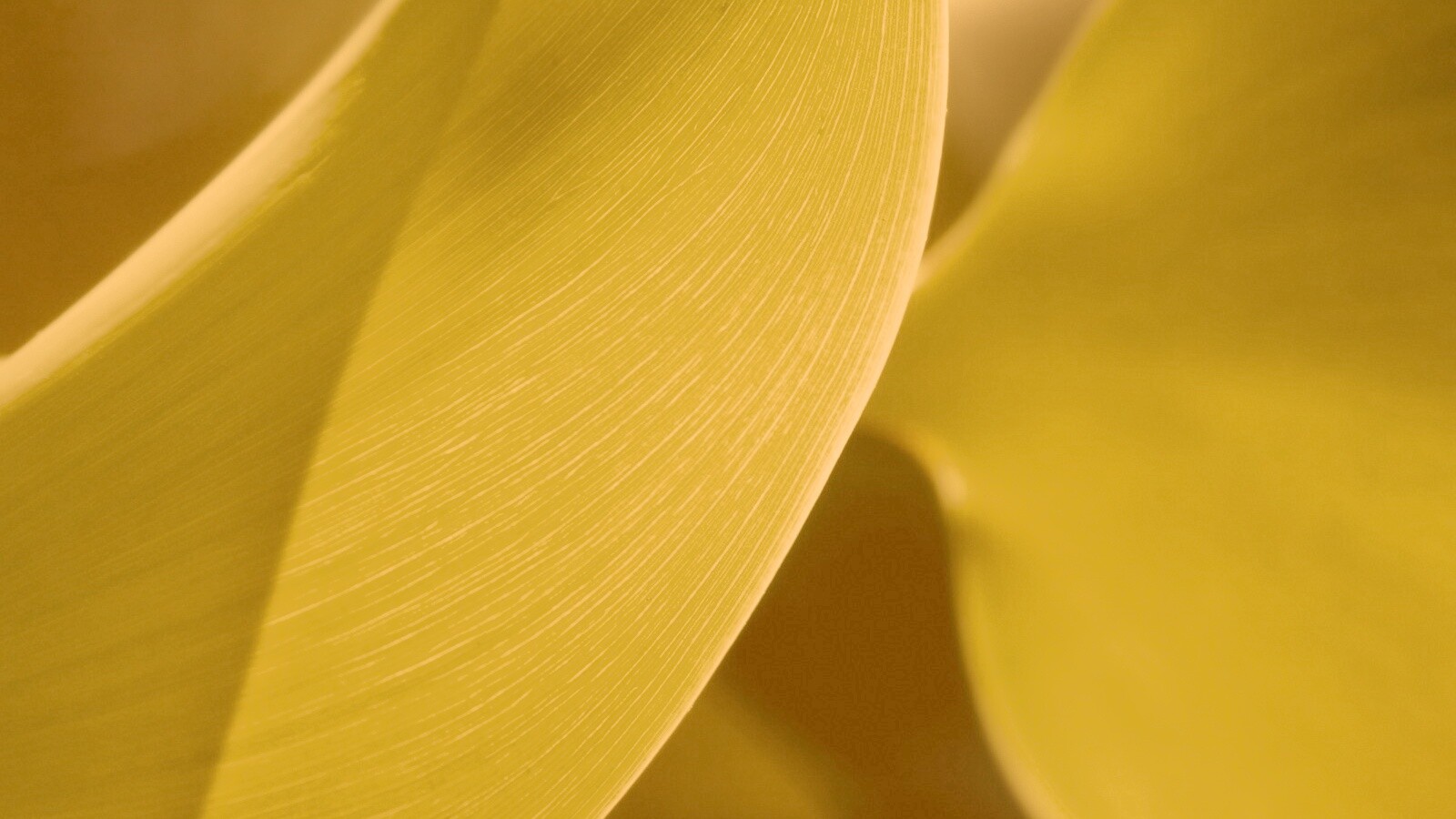 Лист на просвет обои