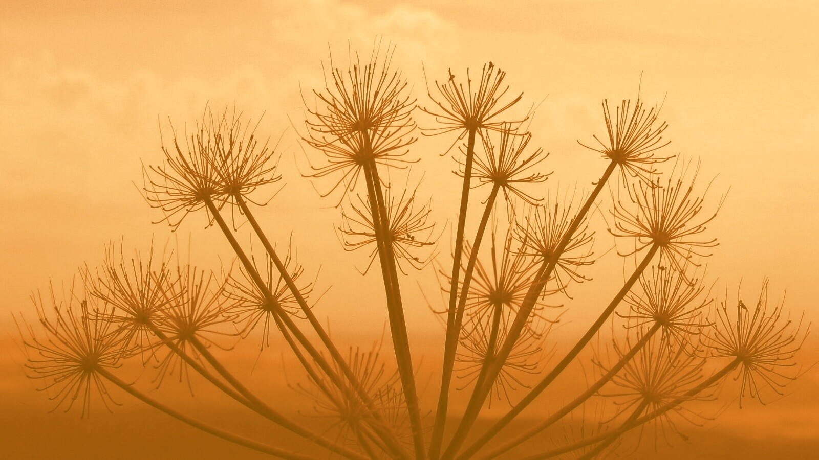 Зонтичное соцветие обои