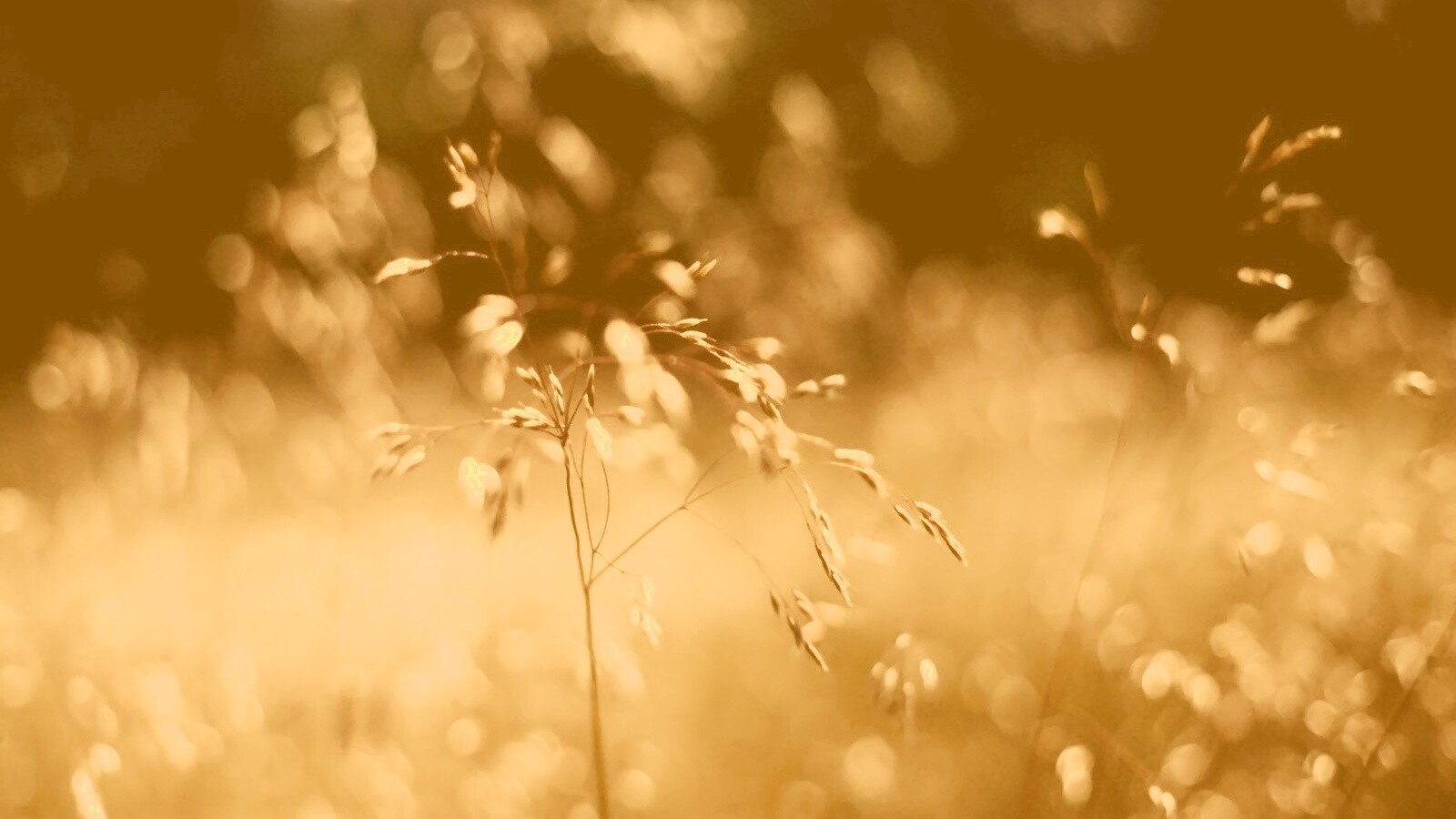 Трава на солнце обои
