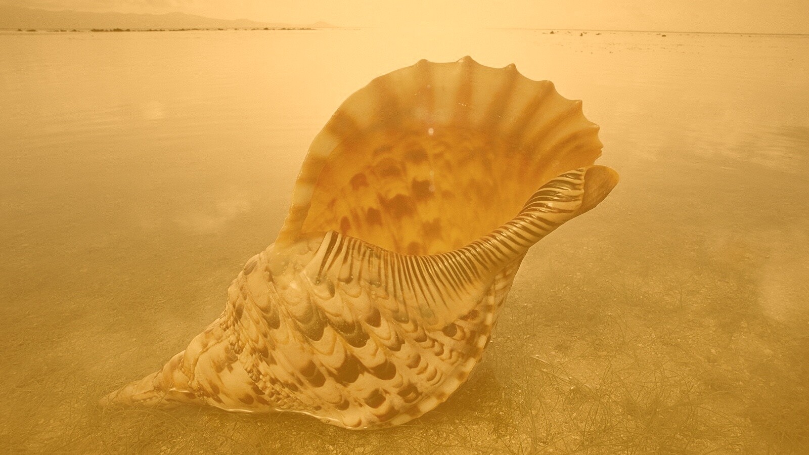 Морская раковина обои