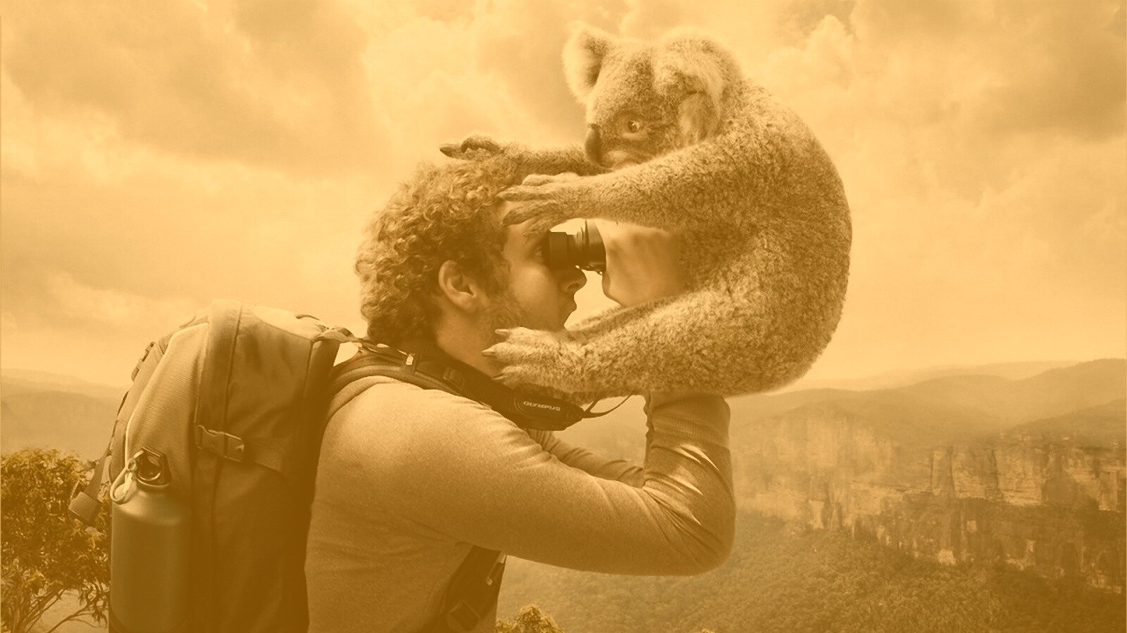 Коала ближе чем кажется обои