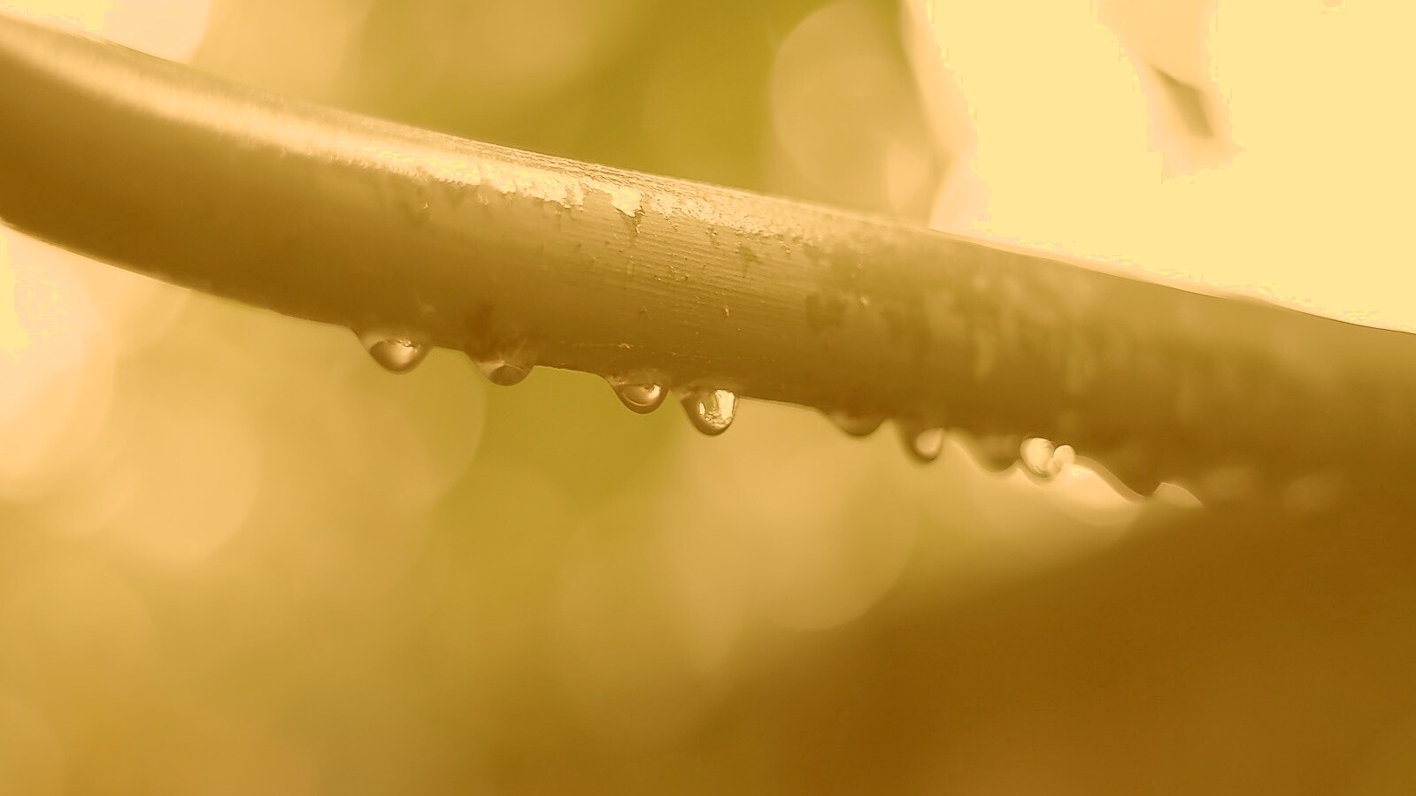 Капли на стебле обои