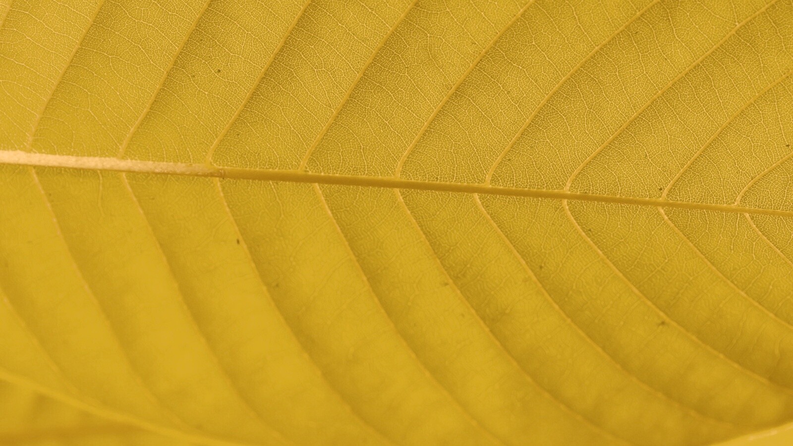 Листик обои