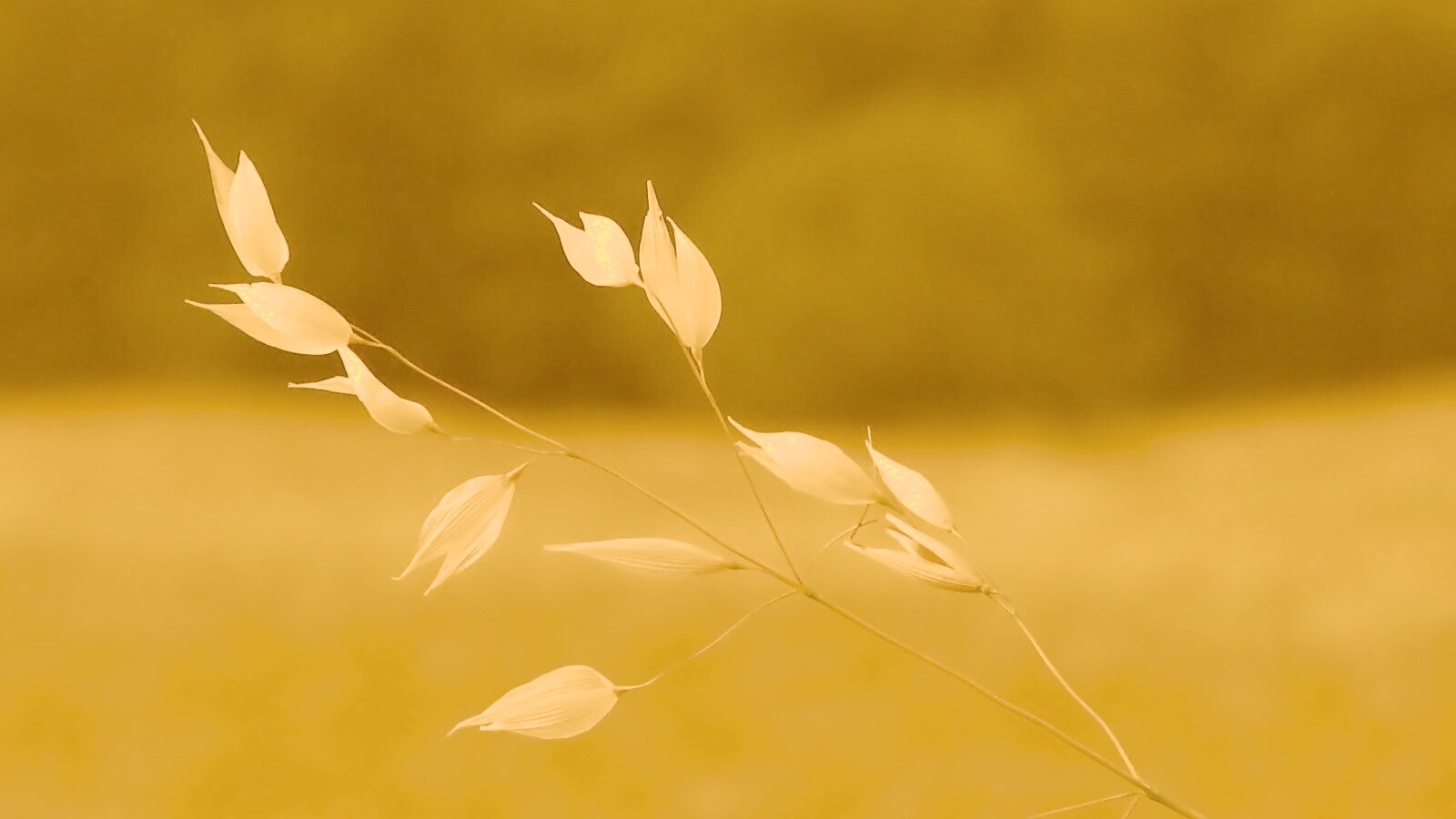 Белые полевые цветочки обои