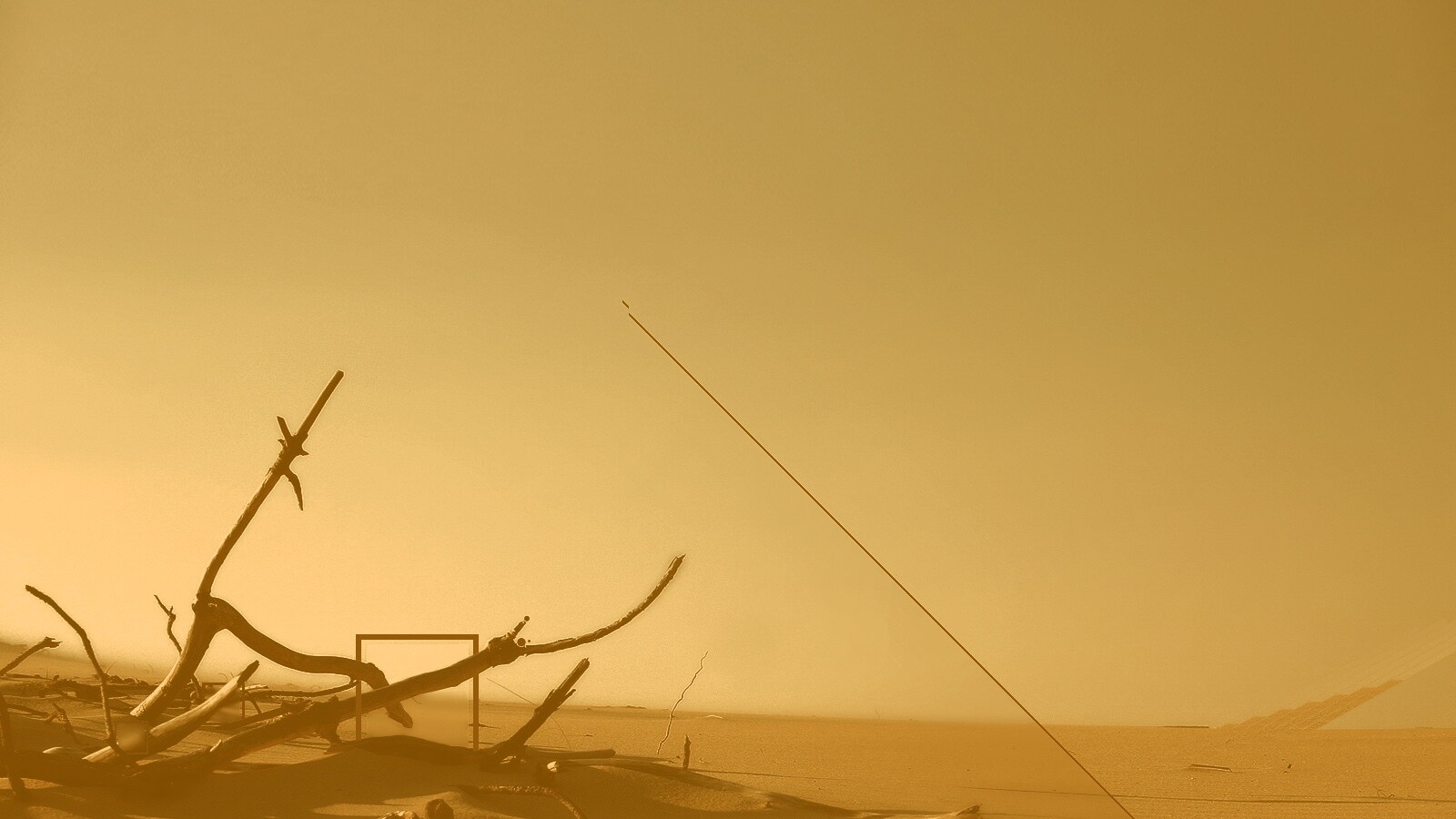 Сухостой в песках обои