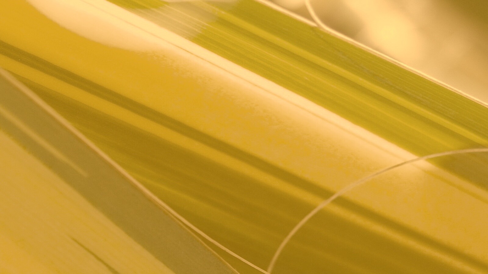 Желто-зеленые травинки обои