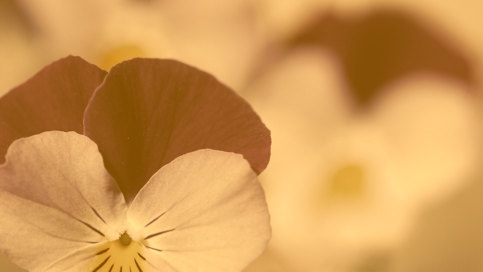 Фиолетовые цветы обои