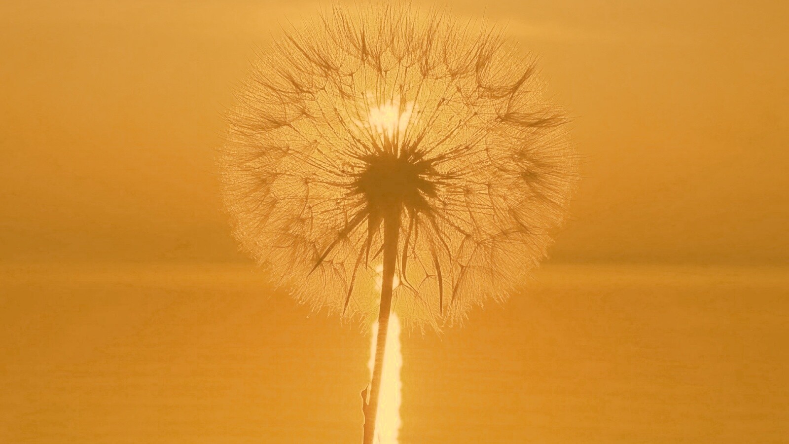 Одуванчик на закател обои