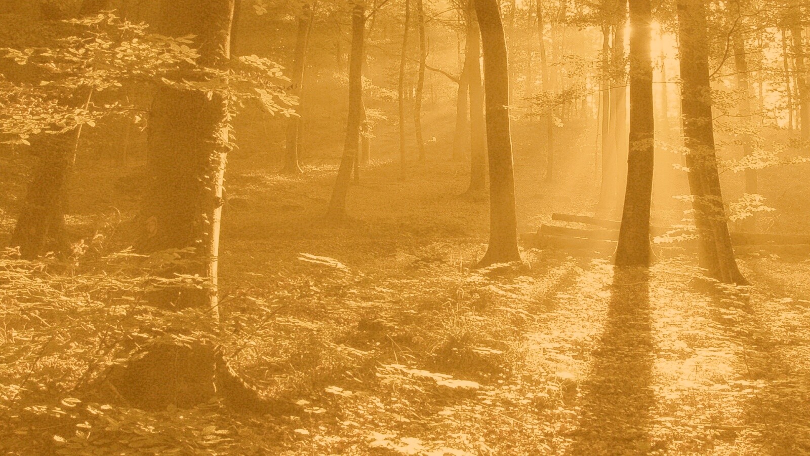 Лес в золотом сиянии обои