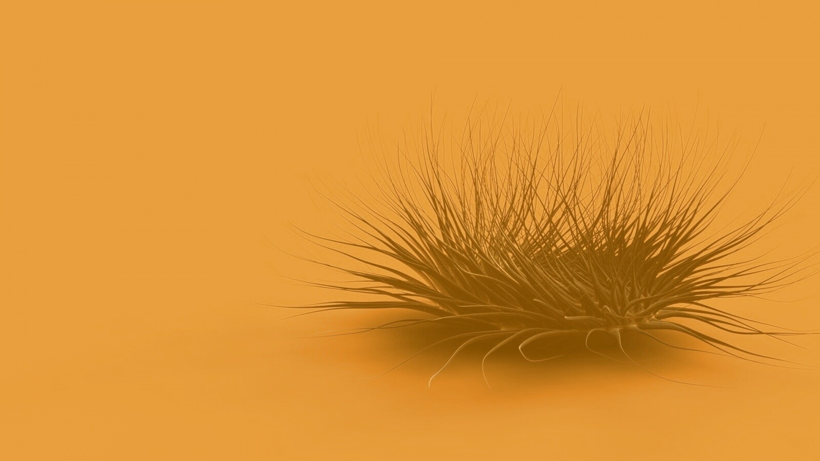 Волосатая мочалка обои