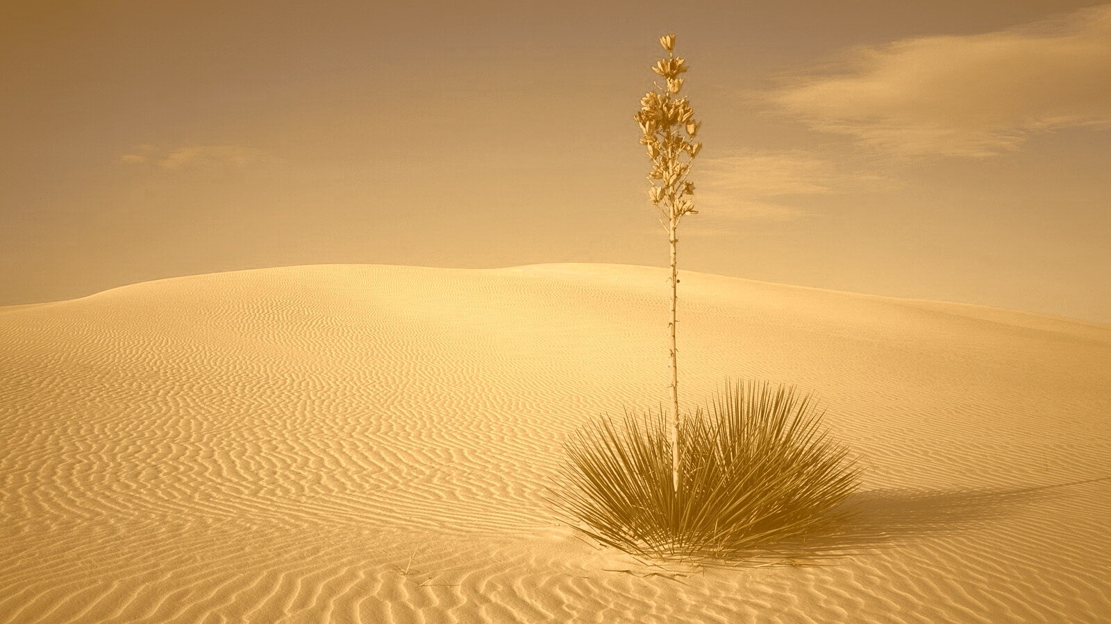 Растение среди пустыни обои