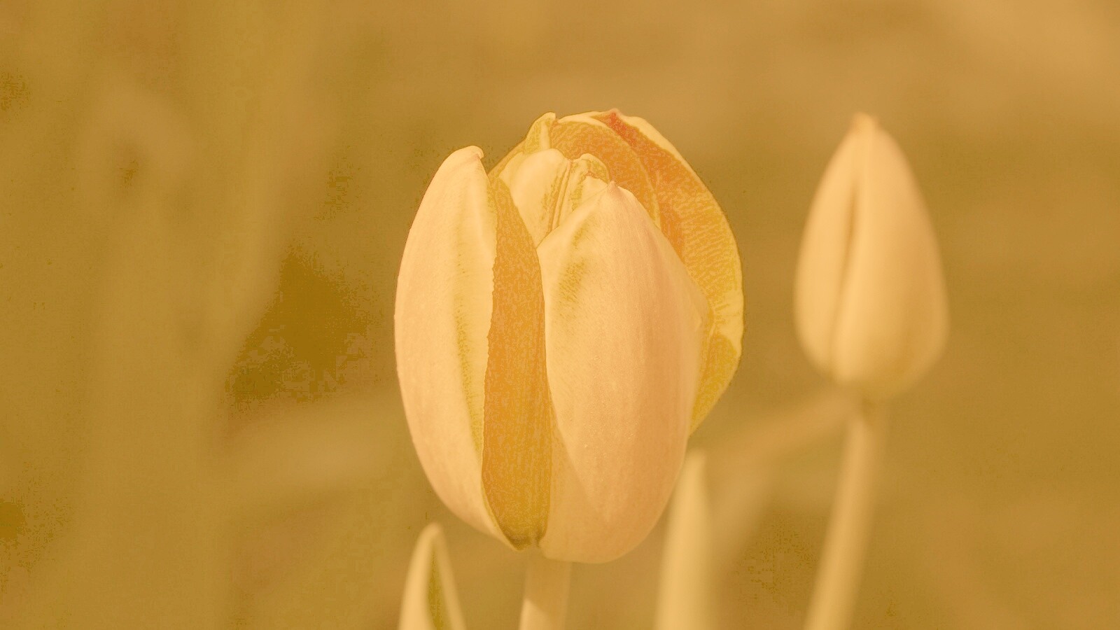 Распускающийся тюльпан обои