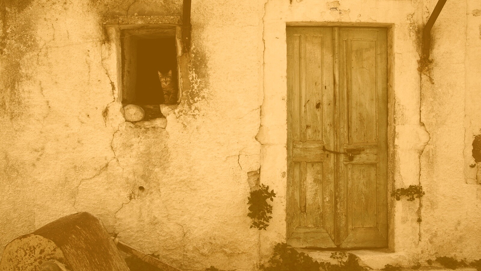 Кот выглядывает из разрушенного дома обои