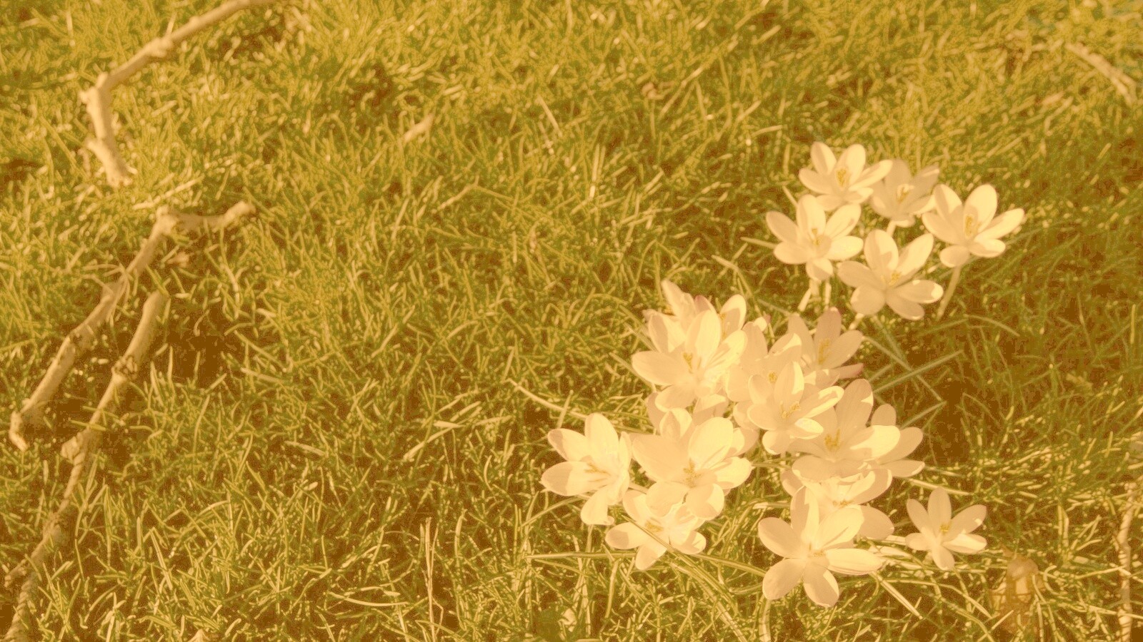 Фиалки на траве обои