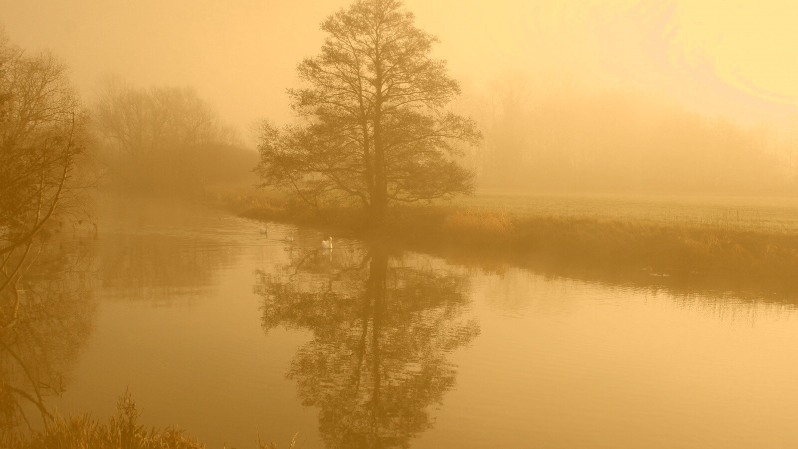 Дерево в тумане обои