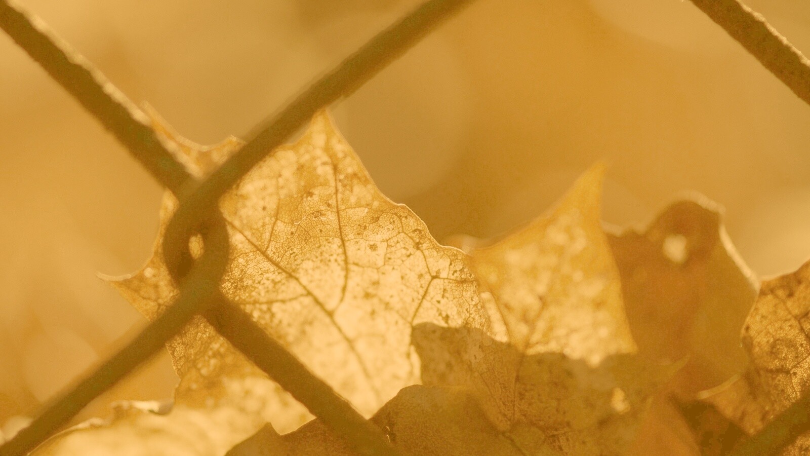 Осенний лист на забором обои