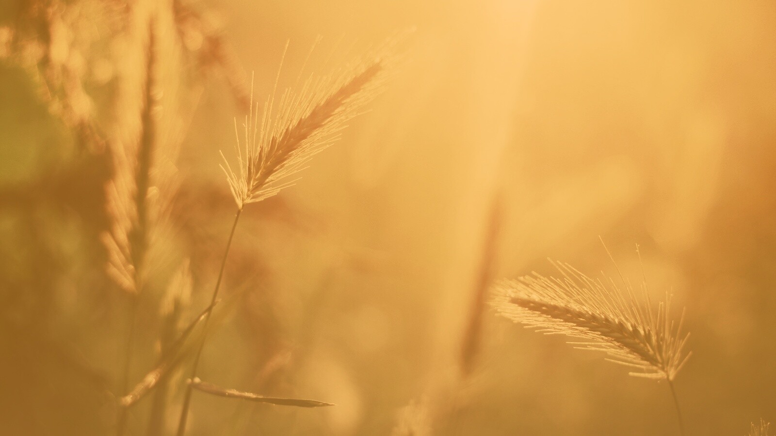 Травинки на солнце обои