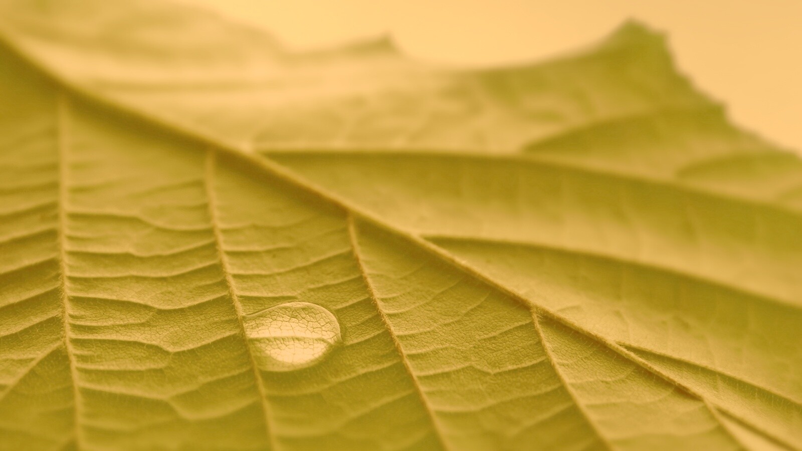 Капля на листе обои