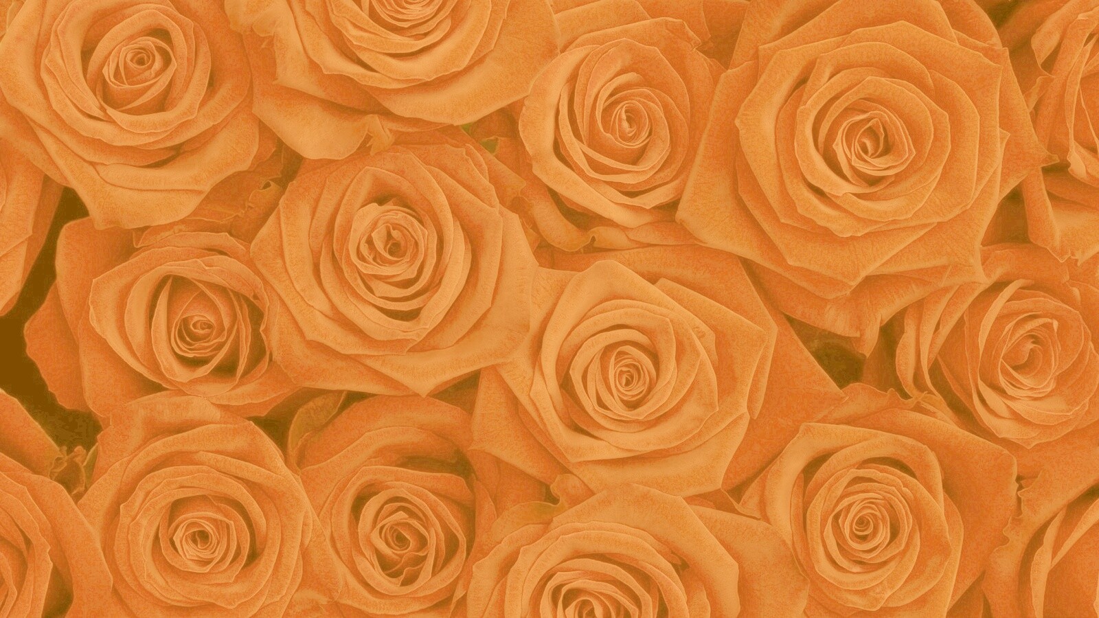 Букет красных роз обои