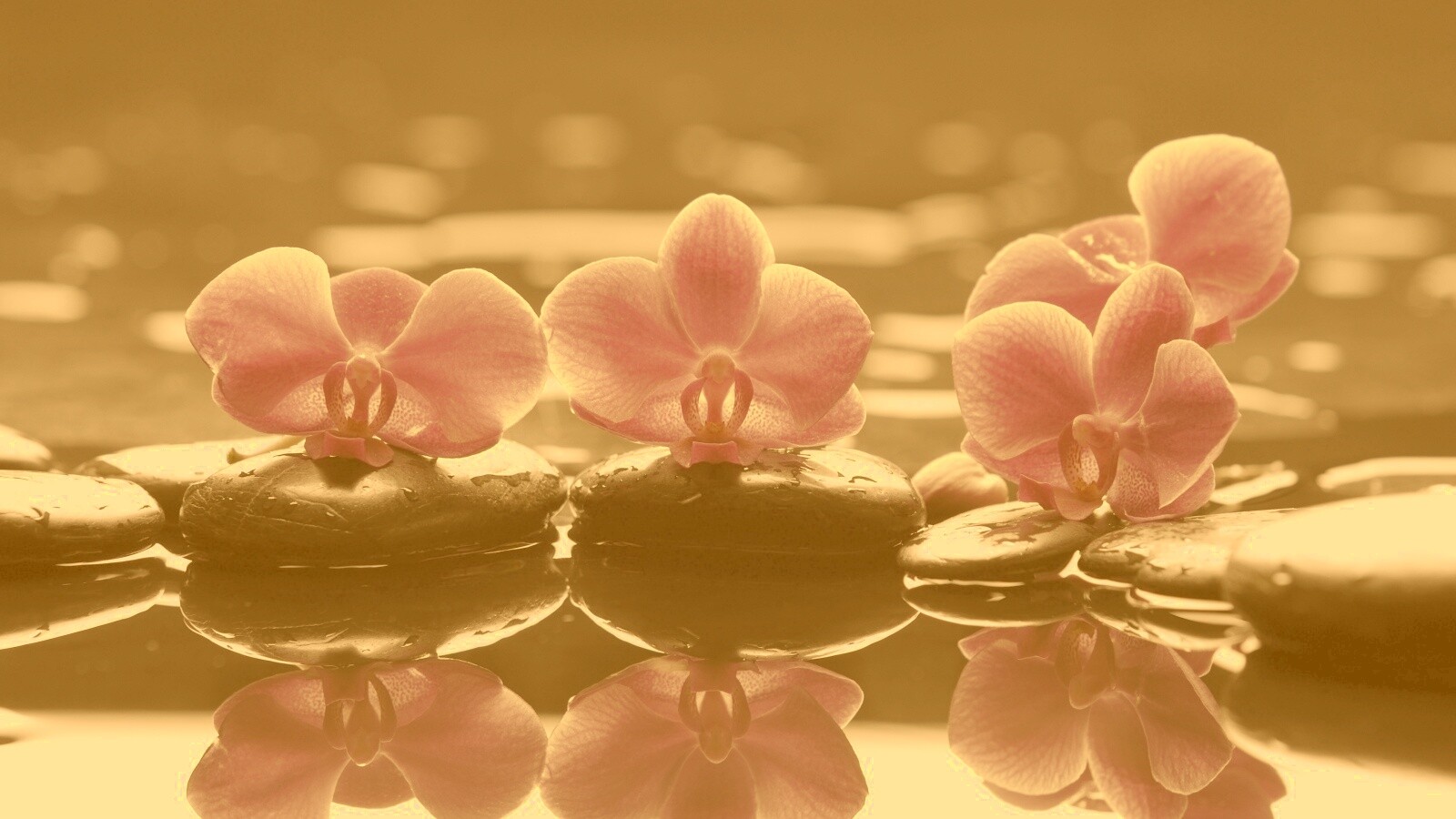 Орхидеи на камнях обои