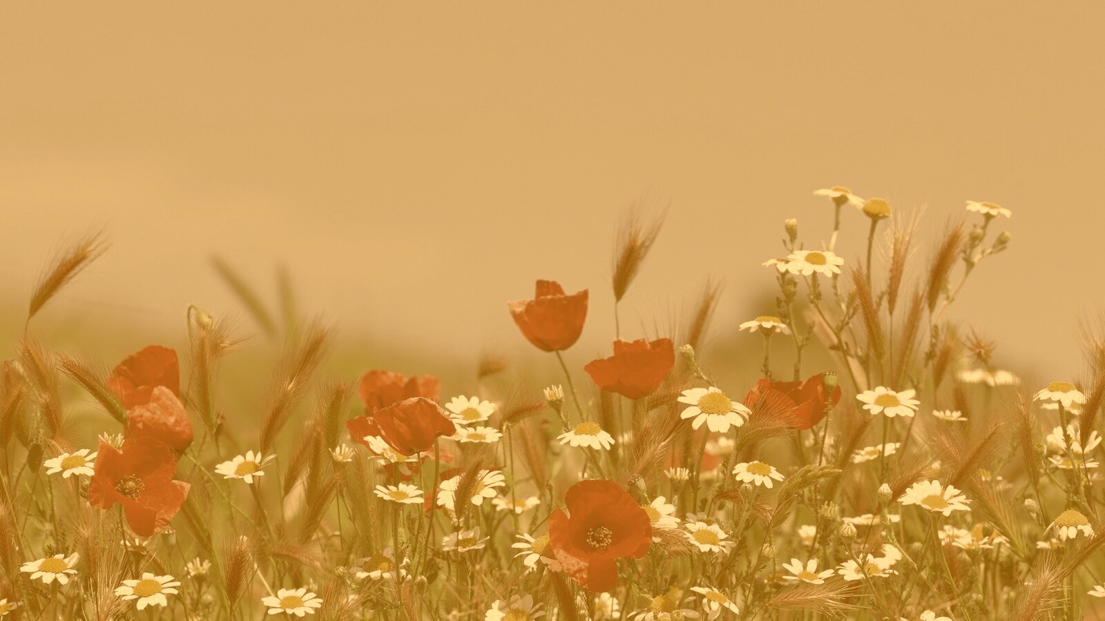 Цветы в поле обои